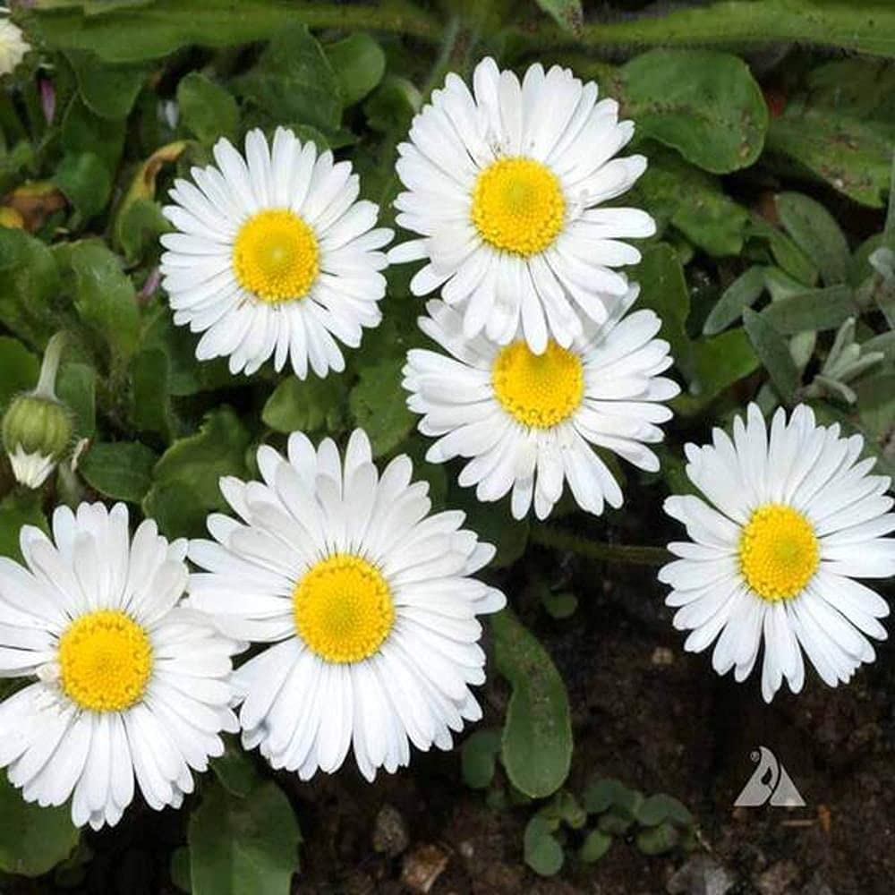 Flora Seeds English Daisy Fragrant Winter Flowering Seeds | F1 Hybrid Flower Seeds, Pack of 50 Seeds | Grow Fresh Flower Seeds in Your Home Garden (B0CLGBV5GV) Amazon Price History, Amazon Price Tracker