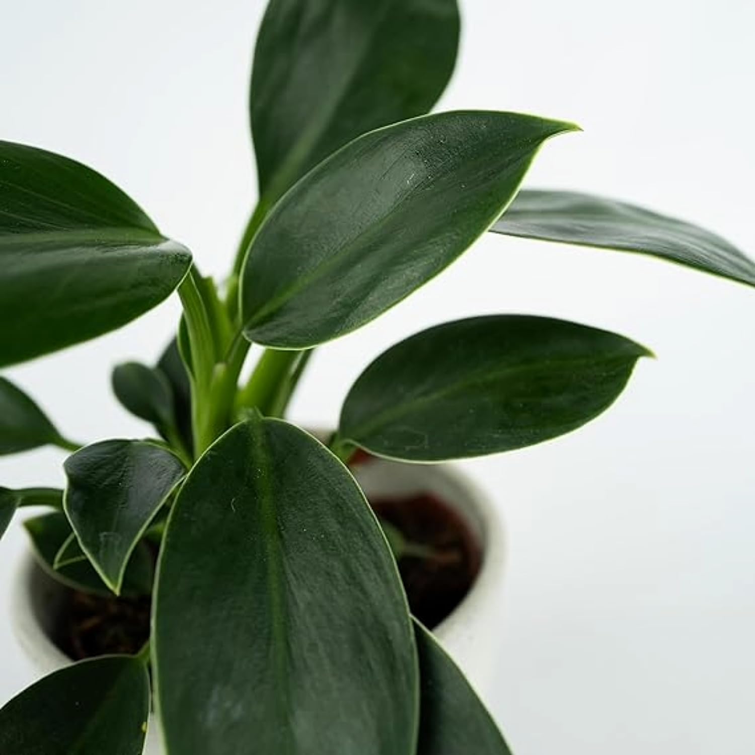 pot for zz plant ZZ Plant, Zanzibar Gem Live Tropical Plant main image 0