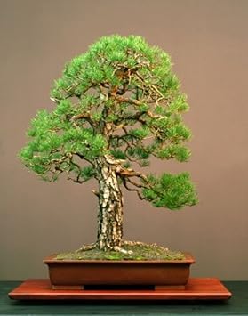 RP Seeds Pinus sylvestris Scots Pine - 25 Seeds