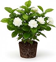 GINGERGLOW Grand Duke Tuscany Jasmine Plant - 5-8 Inch Tall Fragrant Year-Round Bloomer, Well-Rooted Live Plant