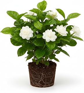 GINGERGLOW Grand Duke Tuscany Jasmine Plant - 5-8 Inch Tall Fragrant Year-Round Bloomer, Well-Rooted Live Plant