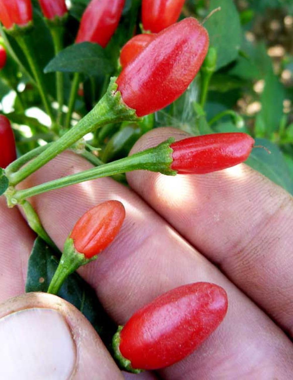 Hirt's Gardens Chiltepin Tepin Pepper Plant