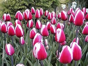 Amazon.com : Tulip Bulbs (Triumph) - "Guus Papendrecht" : Flowering ...
