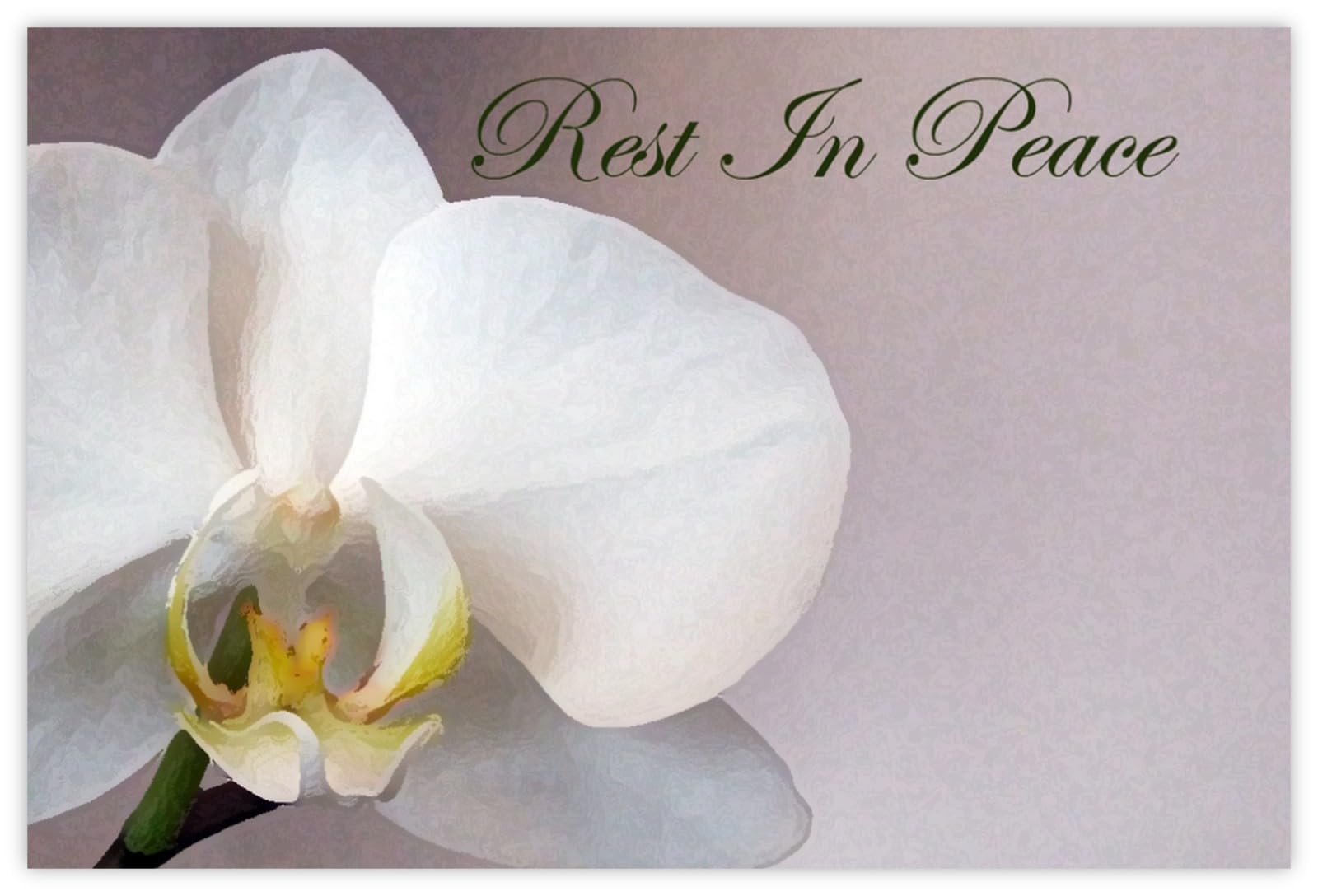celloexpress Rest in Peace (White Orchid) Flower Message Cards - 60mm x 90mm - Bereavement Florist Card Sympathy Condolences Notes (Pack of 100) โ image 1