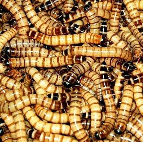 Live Superworms 300 Count Gut-Loaded (1.5-2 inches)