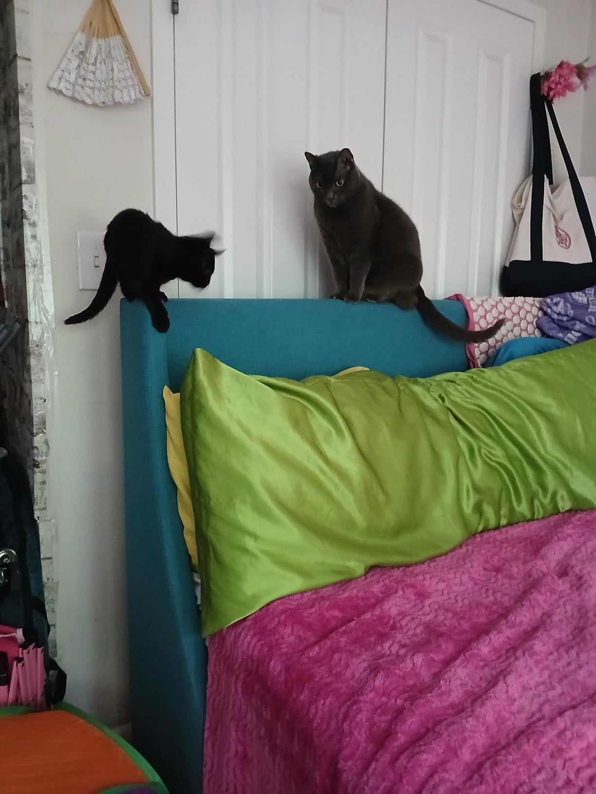 Dr. Elsey's Ultra Unscented Clumping Clay Cat Litter 18 lb Bag photo review