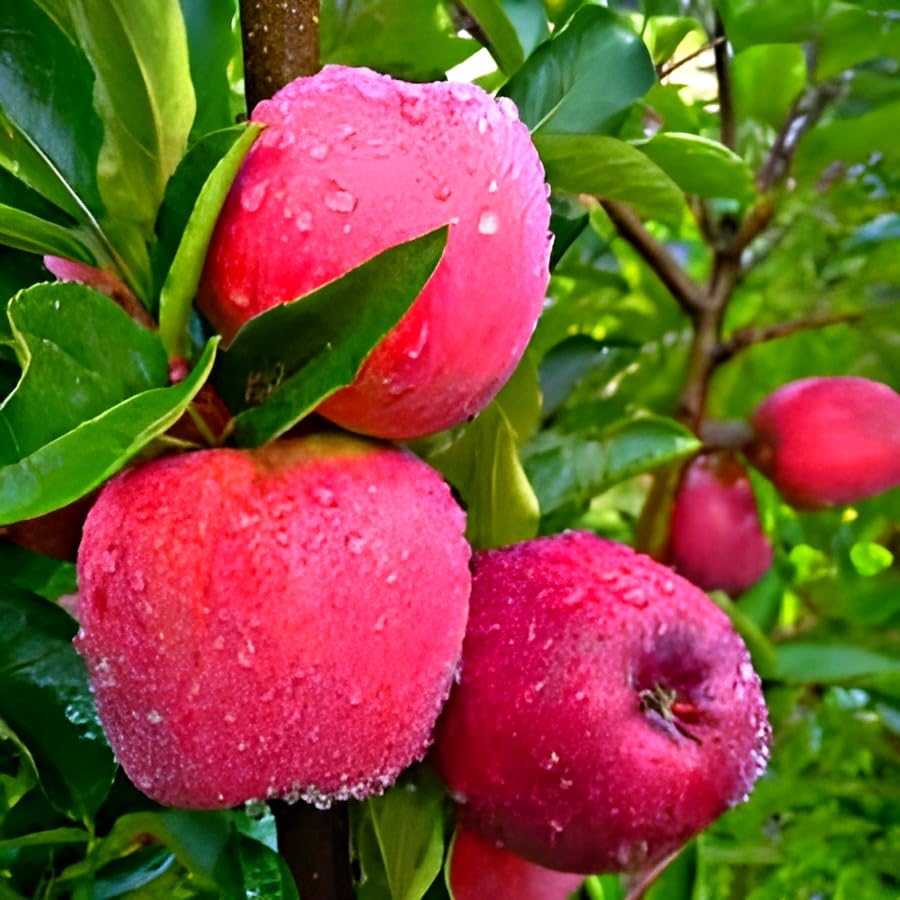 See full amazon price history chart for Hidden Enterprise 1HealthyTesy Sweet Frash Food Red HRMN-99 Apple Fruit Tree plantll For India Spacial veraity Tesy Home Garden Outdoor & Indoor Fruit Plant. Hidden Enterprise 1HealthyTesy Sweet Frash Food Red HRMN-99 Apple Fruit Tree plantll For India Spacial veraity Tesy Home Garden Outdoor & Indoor Fruit Plant. (B0D4KFG55G) Amazon Price History, Amazon Price Tracker