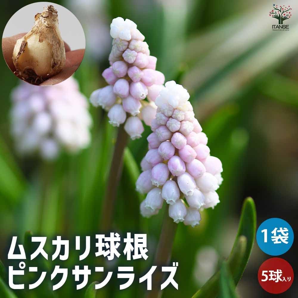 希少 冷蔵 アイスムスカリ『ピンク・サンライズ』２球 水耕栽培 地植え 早咲き♪ ムスカリ ピンクサンライズ｜種（タネ）,球根,苗,資材