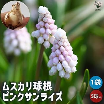 希少 冷蔵 アイスムスカリ『ピンク・サンライズ』２球 水耕栽培 地植え 早咲き♪ 61CZOSwJS4L._UF350,350_QL80_.jpg