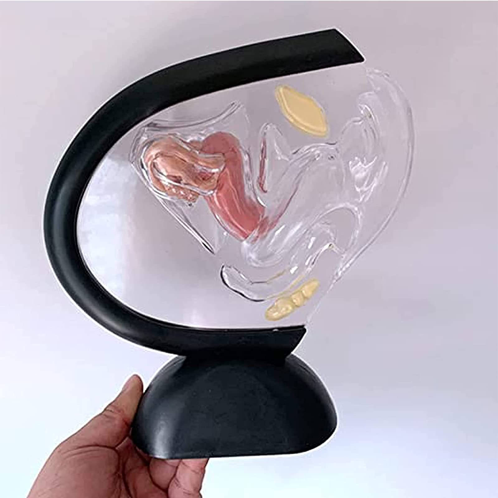Modèle D'utérus Humain Transparent - Modèle D'organes Reproducteurs Féminins - Structure - Enseignement De L'utérus Gynécologie Anatomique Médecin Patient