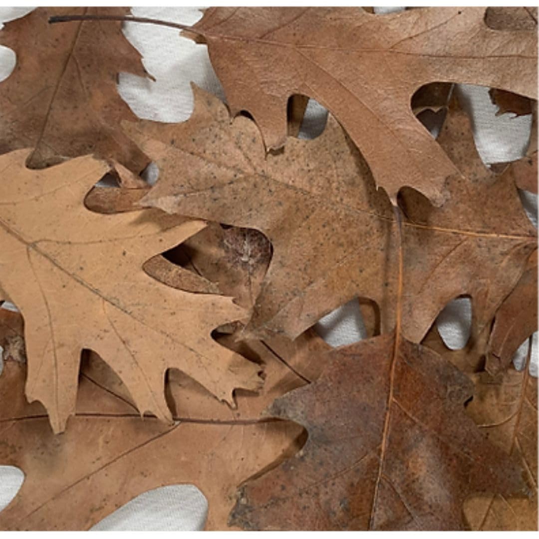 TC INSECTS . 50ct MEGA Mix Isopods Bundle Bioactive Isopod Vivarium Pillbug Roly Poly