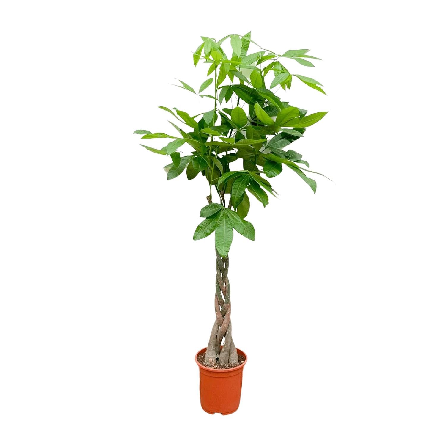 La Green Touch - Pachira Aquatica tressé- 160cm - ø27 - Plante d'intérieur - Pot 27cm, Hauteur 160 cm