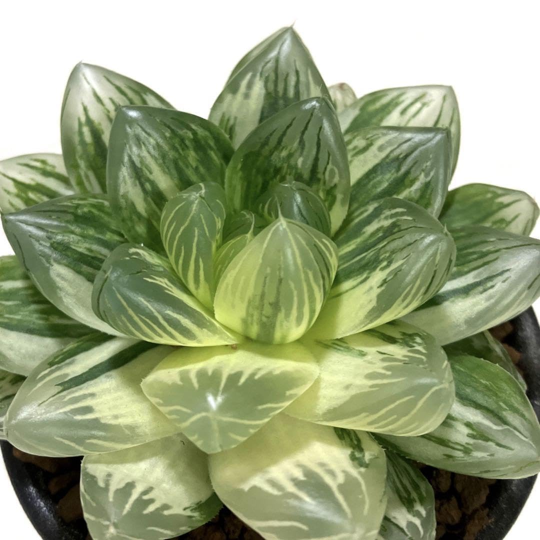Amazon.co.jp: 多肉植物 ハオルチア オブツーサ錦 抜き苗発送 : DIY