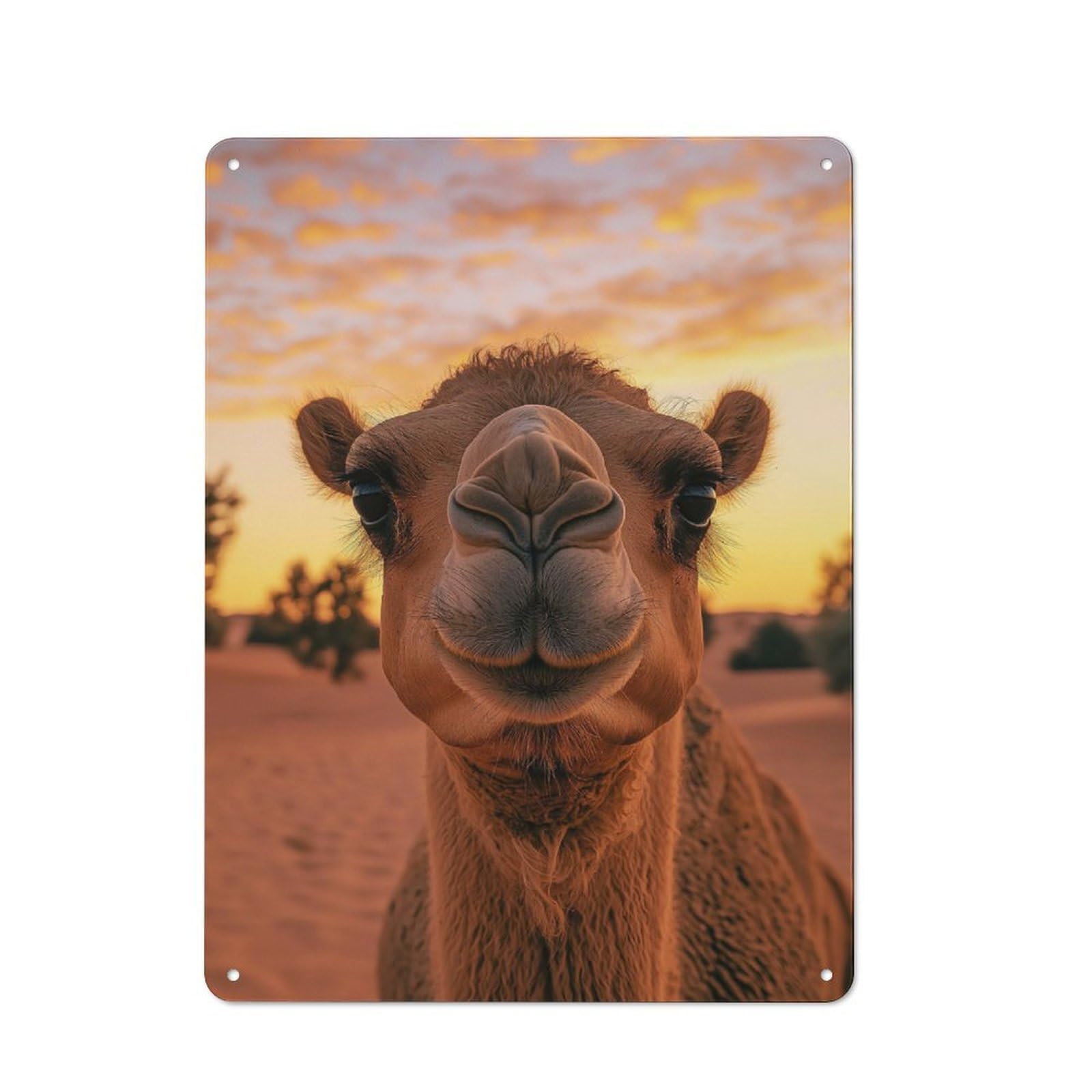 Junmoney Camel Portrait At Sunset Wildlife Photo Vintage Tin Sign 40X30cm Featuring For Workshop Wall, Gift For Metal Sign Collectors During The Christmas Season