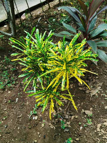 Leaf Gardening Live Lemon Croton Plant - 1 Indoor-Outdoor Healthy Plant - Pack in Pot (B08H515FYR) Amazon Price History, Amazon Price Tracker