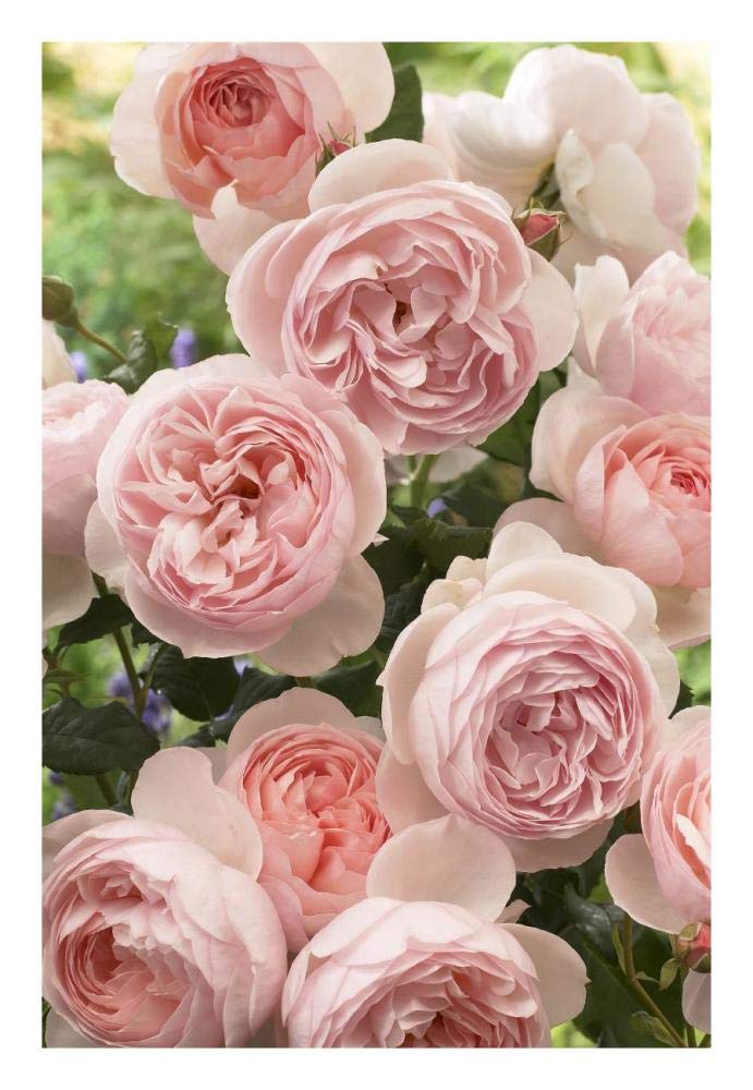 Artworks Italia Rose Patrimoine Fleurs Papier Art-45,7 x 66 cm