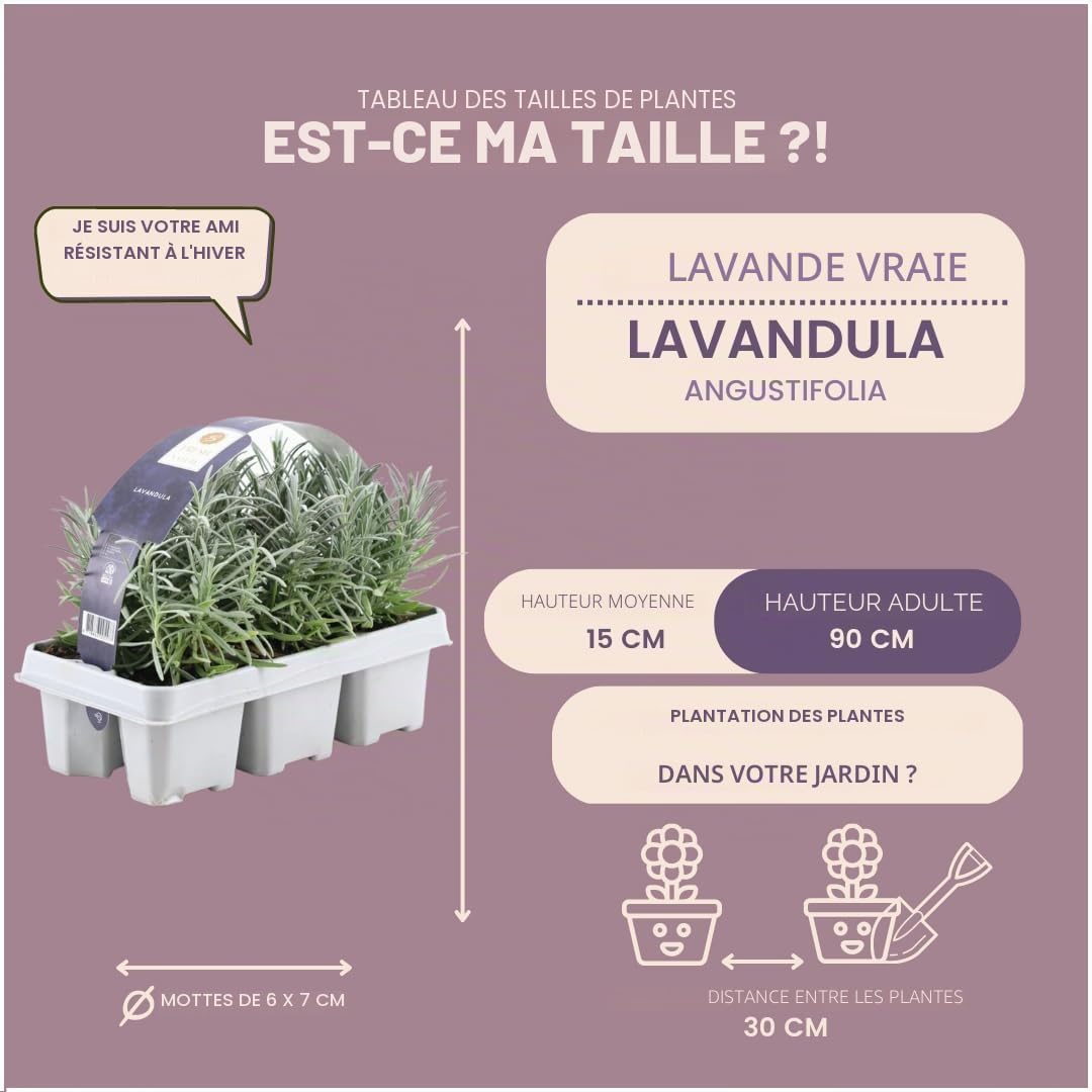 Plants by Frank | 72 Plantes de lavande vraie | Lavandula angustifolia | Ø 7 cm, 15 cm | Plantes vivaces | Idéales en bordure, en massifs et en pots | Plantes d’extérieur | Jardin