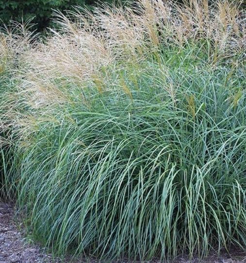 Maiden Grass Adagio Miscanthus Sinensis - Easy-Growing Ornamental Grass, Compact Size for Small Gardens & Containers, Stunning Fall & Winter Blooms, Low Maintenance, Zones 4-9, (1GAL, 1-2FT)