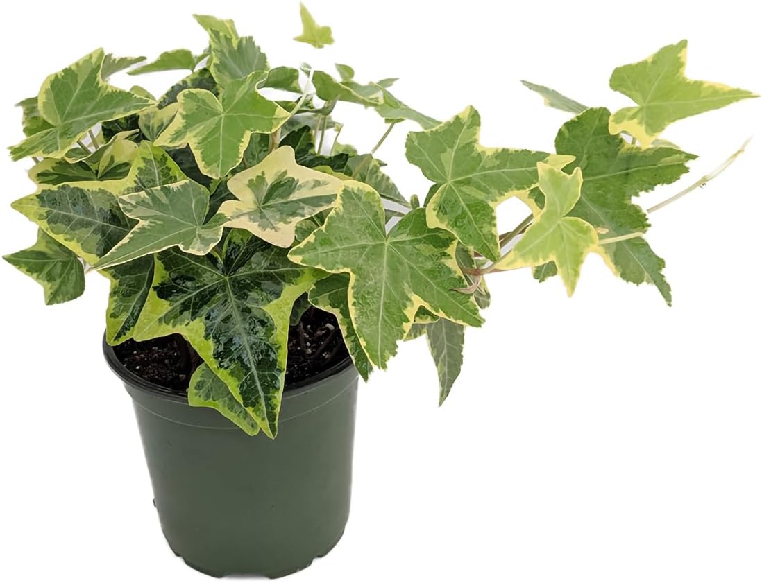 Gold Child English Ivy - Hardy Groundcover/House Plant - Sun or Shade - 4" Pot