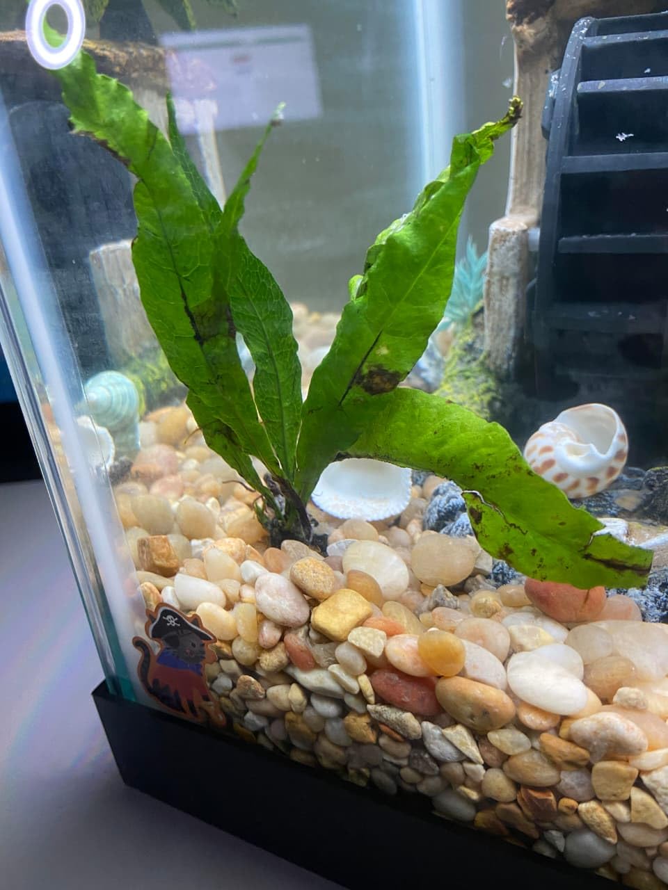 Water Fern Java Fern Live Aquarium Plant Microsorum Pteropus Leptochilus Pteropus for Low Light Fish Tank & Natural Background Decor 10-20 Cm Size (5 Healthy Live Farn Plant)-image-2