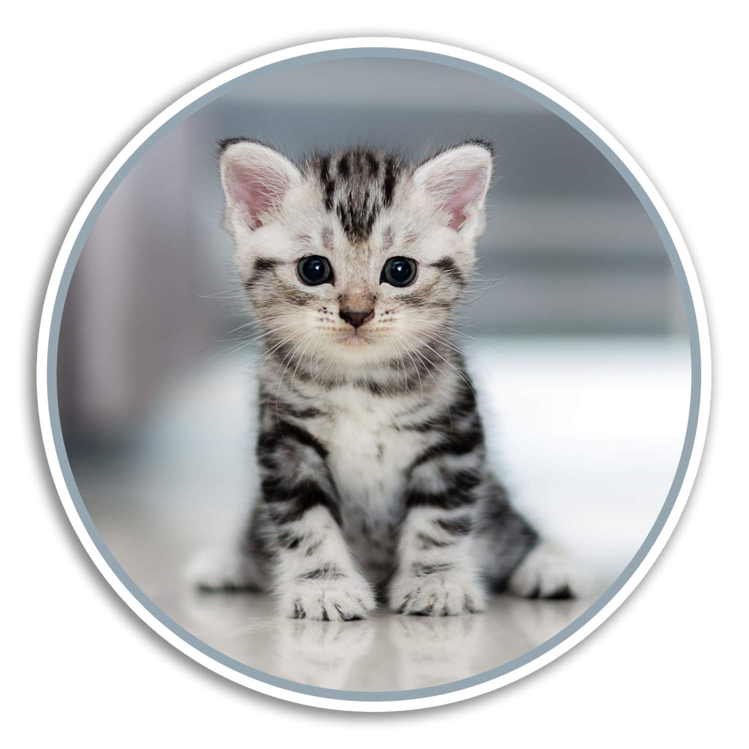 Destination Vinyl Ltd Multi 2 X 10Cm Cute Grey Kitten Vinyl Stickers - Cat Fun Sticker Laptop Luggage #8433 (10Cm Wide)