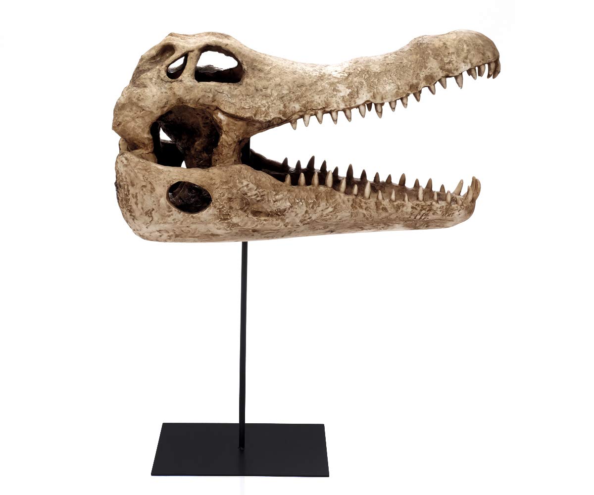 Design Reptil Schädel Deko Kopf Skulptur Krokodil Kopf Totenkopf Deko groß