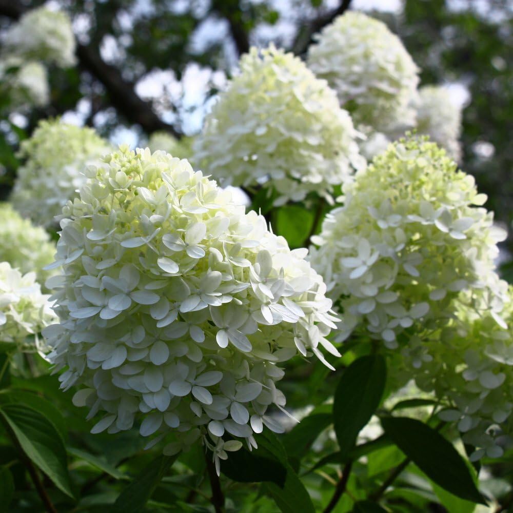 Hydrangea paniculata βLimelightβ | Lime Green Hardy Shrub | Outdoor Garden Hardy Plant | Easy to Grow | Ready to Plant Out | RHS Award of Garden Merit | Middleton Nurseries | (3 X P9(9cm))