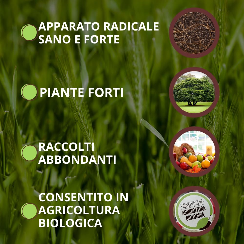 VITHAL Prato Sano Bio - Stimolatore Radicale per Tappeti Erbosi, Riduce Macchie Giallastre e Feltro, 100 g per 100 m² - Concime Naturale Consentito in Agricoltura Biologica