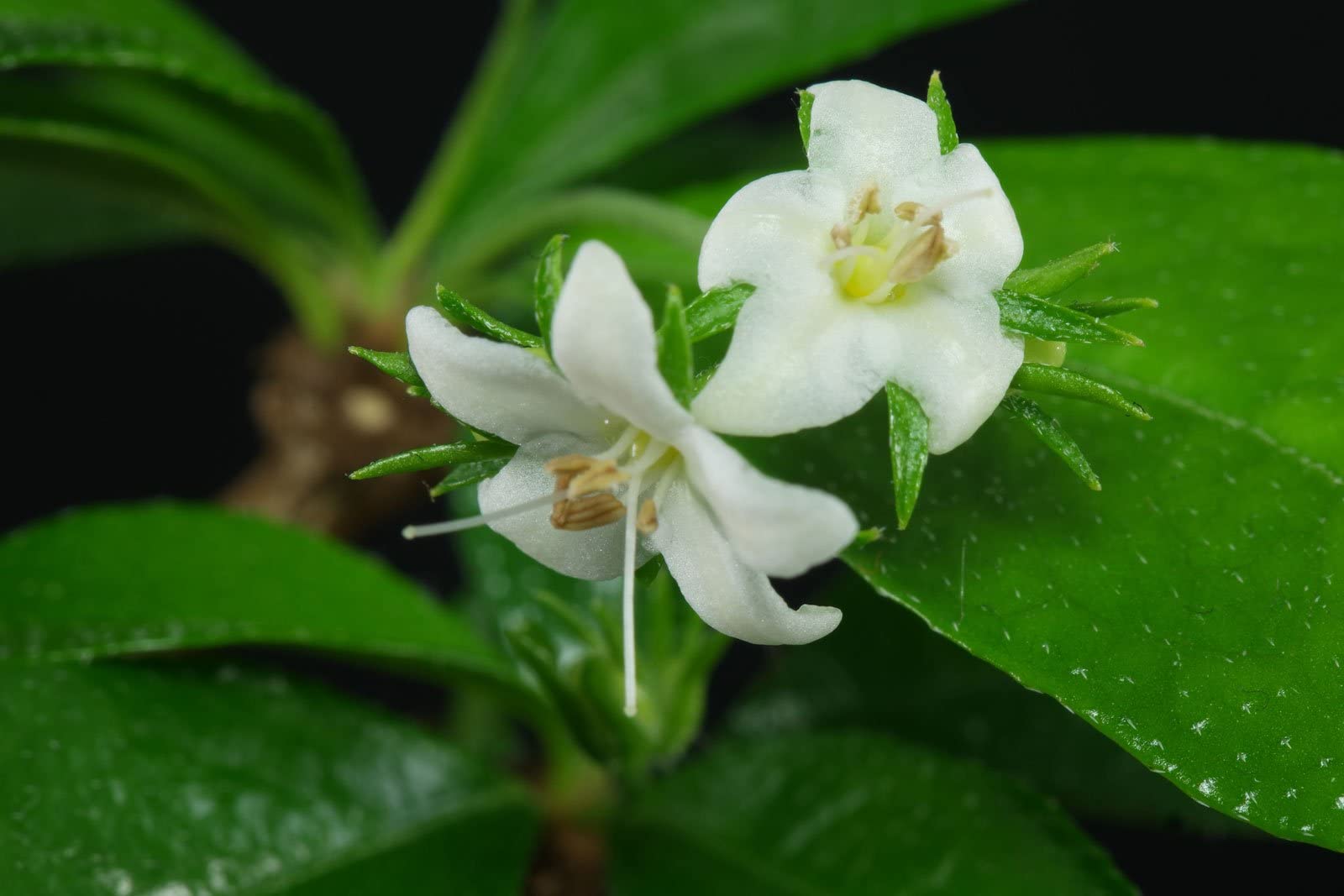 Good Bonsai Plant Ehretia microphylla | Carmona retusa | Philippine tea tree (Hedeg Plant)| Bonsai Plants for Home Indoor Live | Flowering Bonsai Tree | Carmona Bonsai Plants-image-17
