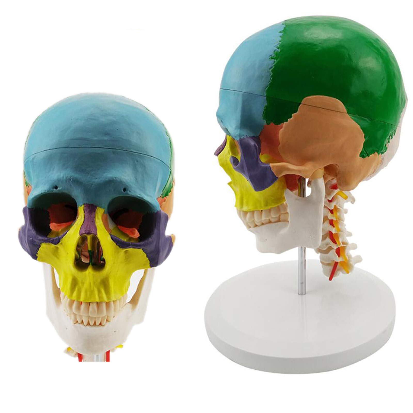 Sjdopulse A Human Skull Model With Cervical Vertebr - Colored Skull Model - Life-Size Human Skull With Cervical Vertebr Anatomical Model - For Science Classroom Teaching Medical Model (A)