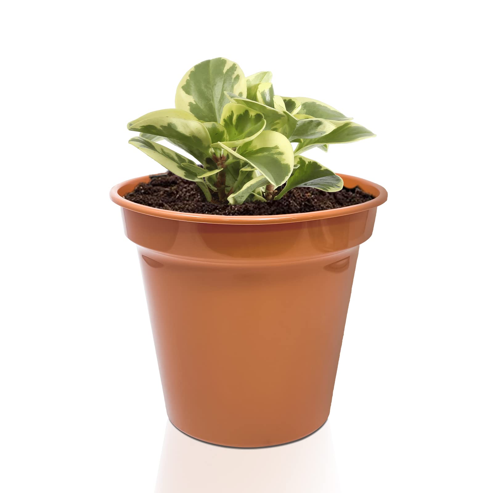 Winsome Pot (7 Inch) 7 Inch Terracotta Plant Pot With Drainage Holes, Indoor & Outdoor Plant Pot, Decorative Planter For Herbs, Flowers, Succulents & Repotting