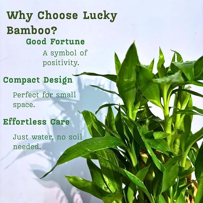 Image of Lucky Bamboo Plants | 6 Lucky Bamboo Sticks with Multi color Stones, Best feng shui plant for Home, Office, Bedroom decoration