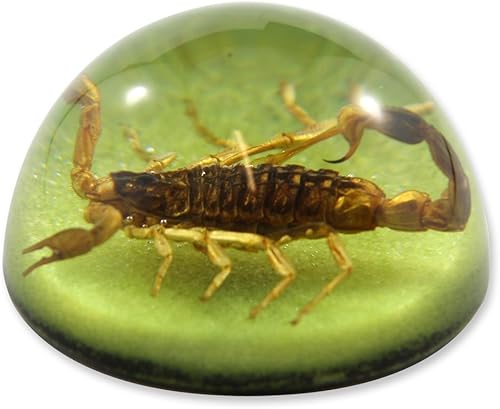 Miniatura 3 de REALBUG 1 7/8 x 1 1/8" Golden Scorpion Dome Pisapapeles Verde