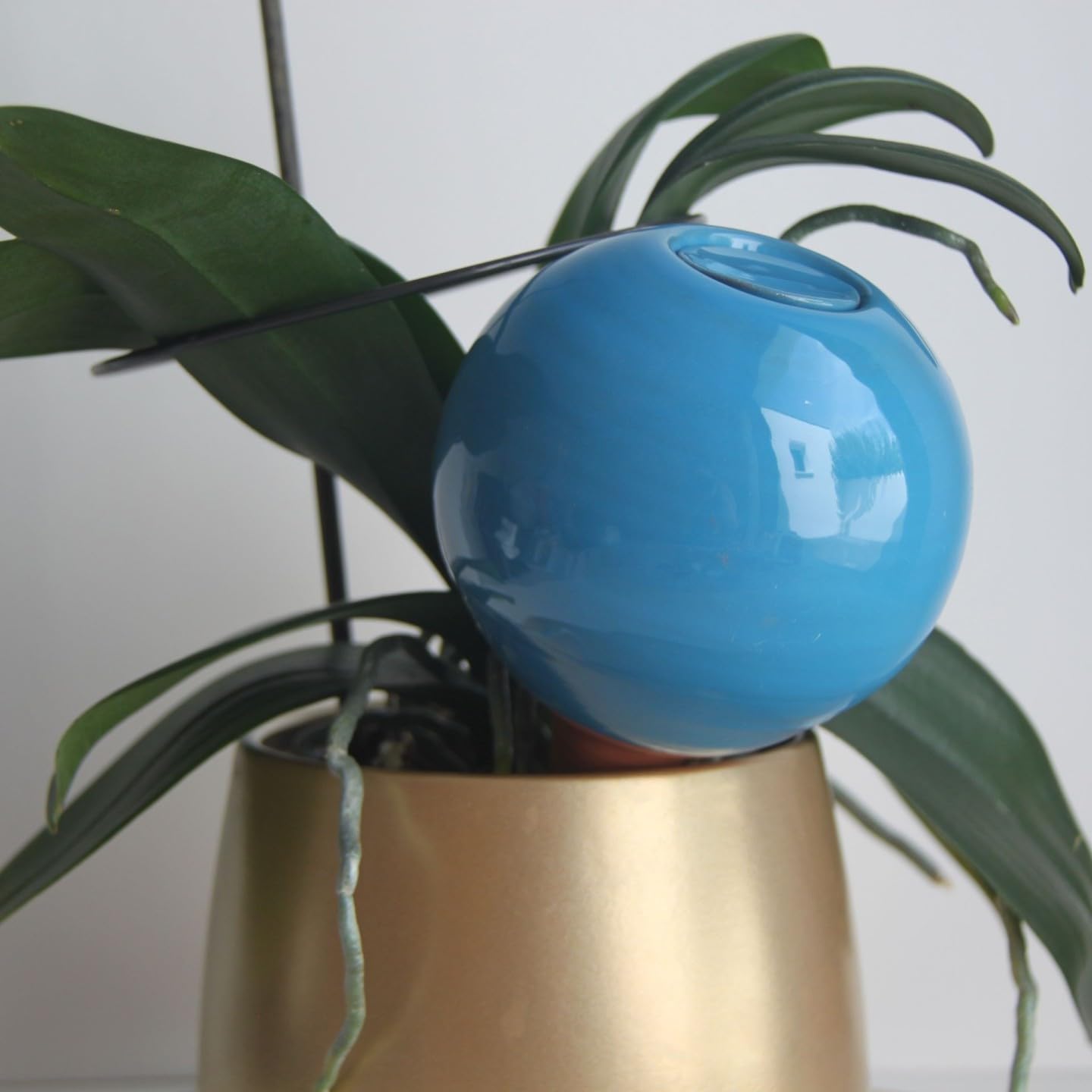 Ollas Lutton Olla Terre Cuite à Planter 40cl | Arrosage Automatique et Ecologique pour Plante d'Intérieur et d'Extérieur | Système d'Irrigation Naturel | Autonomie 3 Jours | Ollas Bleu Canard