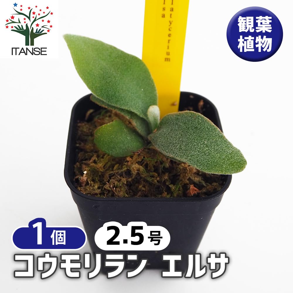 Amazon｜コウモリラン (ビカクシダ) エルサ スノークイーン 2.5号 1個