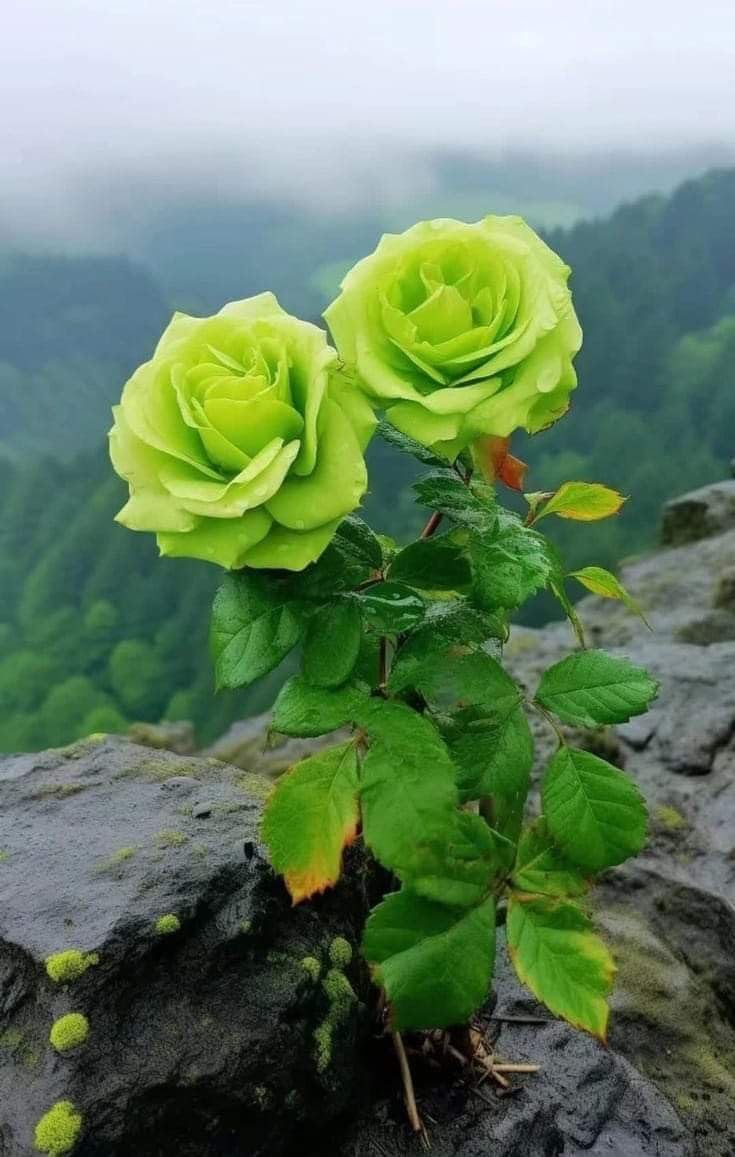 Climbing Rose Seeds - 100 Cream Mix Flowers -17