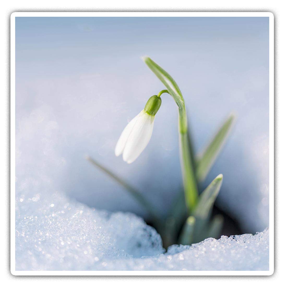 Destination Vinyl Ltd Multi Square Stickers (Set Of 2) 10Cm - Pretty Snowdrop Flower Fun Fun Decals For Laptops,Tablets,Luggage,Scrap Booking,Fridges, #2063