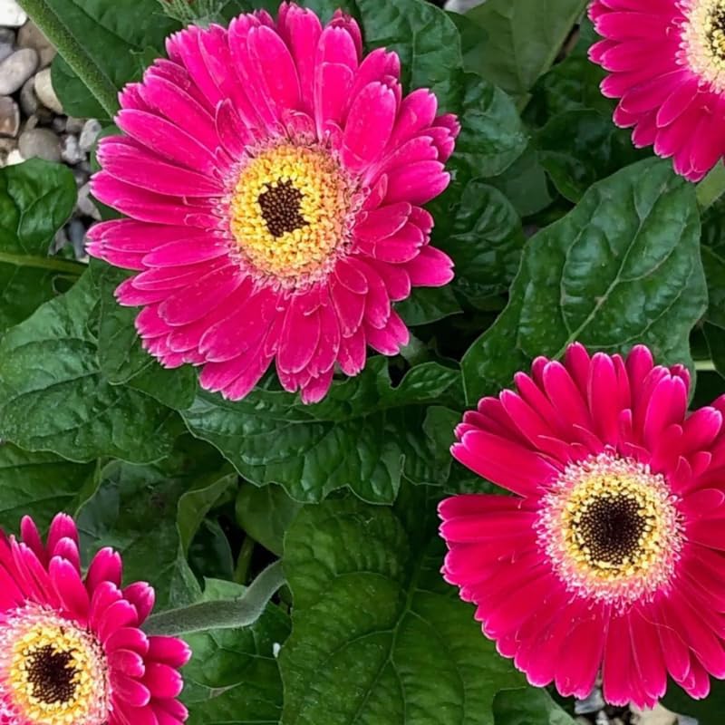 2 Gerbera Daisies Live Plants, Pink Gerbera Daisy Plants Live, Between 5 and 6 Inc Long, Daisy Plant, Daisies Flowers Live Plants for Garden
