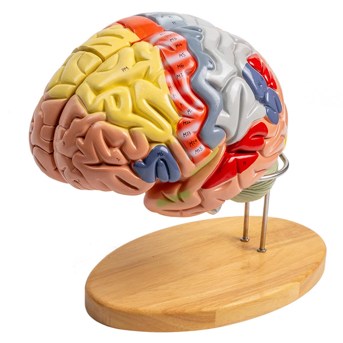 Model anatomii mózgu – wyjmowany trzon mózgu i móżdżek pomoc dydaktyczna w psychologii medycznej i edukacji