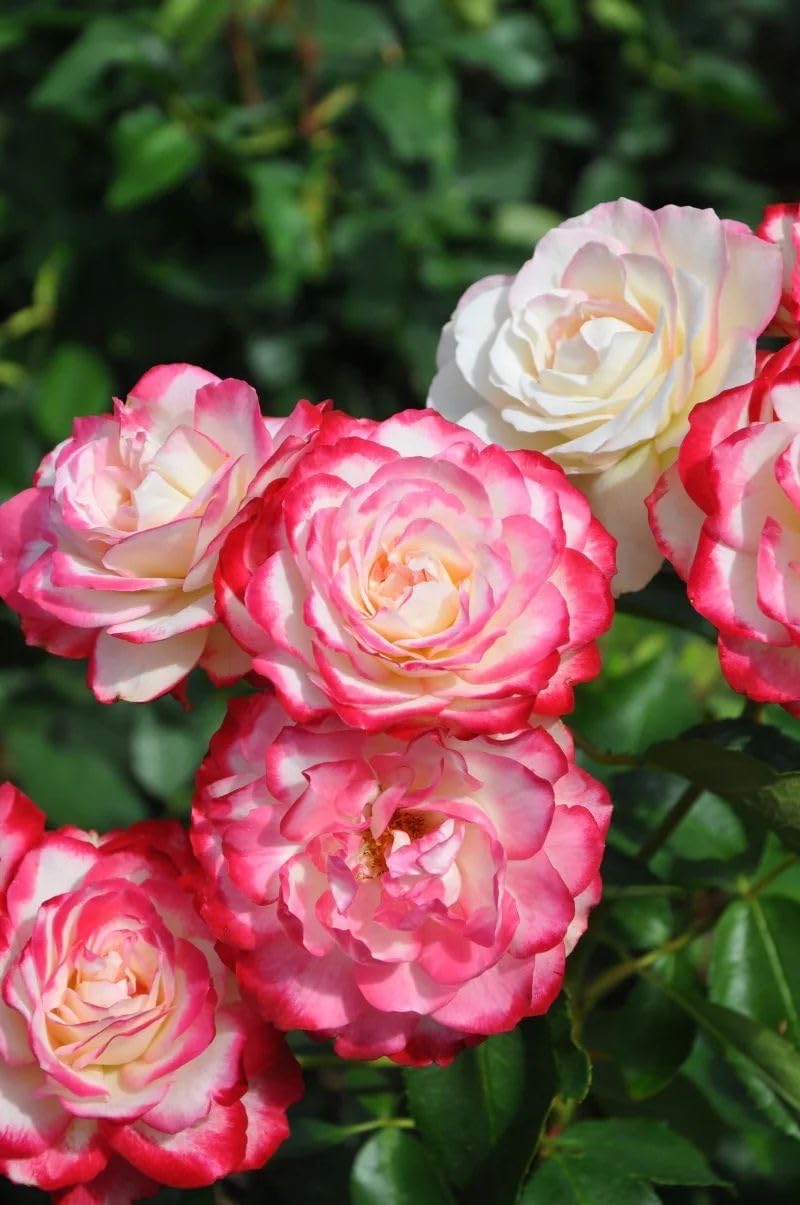 Climbing Rose Seeds - 100 Cream Mix Flowers -3