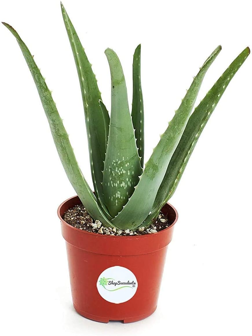Shop Succulents | Alluring Aloe Collection of Live Aloe Plants, Hand Selected Variety Pack of Aloe Plants, | Collection of 3 in 4" pots