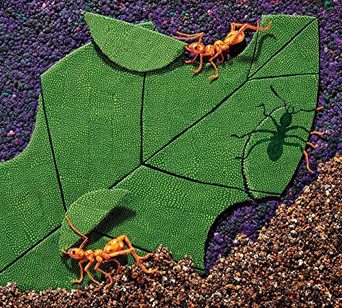 Over in the Jungle: A Rainforest Rhyme - Image 10