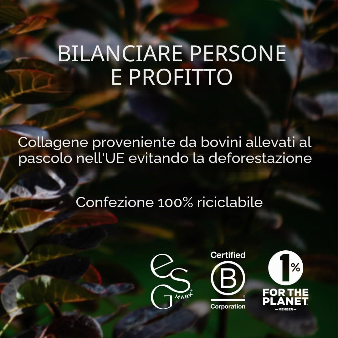 Ancient + Brave | Tubo Matcha + Collagene 150g - Integratore in Polvere di Polvere di Fungo di Leone - Peptidi di Collagene Idrolizzati - Pelle, Capelli e Unghie Radiosi