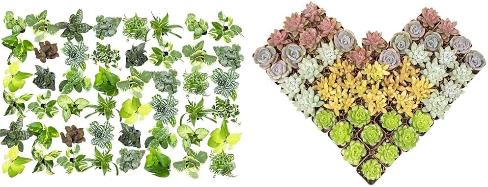 Easy to Grow Houseplants (48 Pack) Live House Plants in Plant Containers, Growers & Altman Plants, Live Succulents Plants (50 Pack), Nursery Pots Variety Pack, Bulk Succulents Plants Live Plants