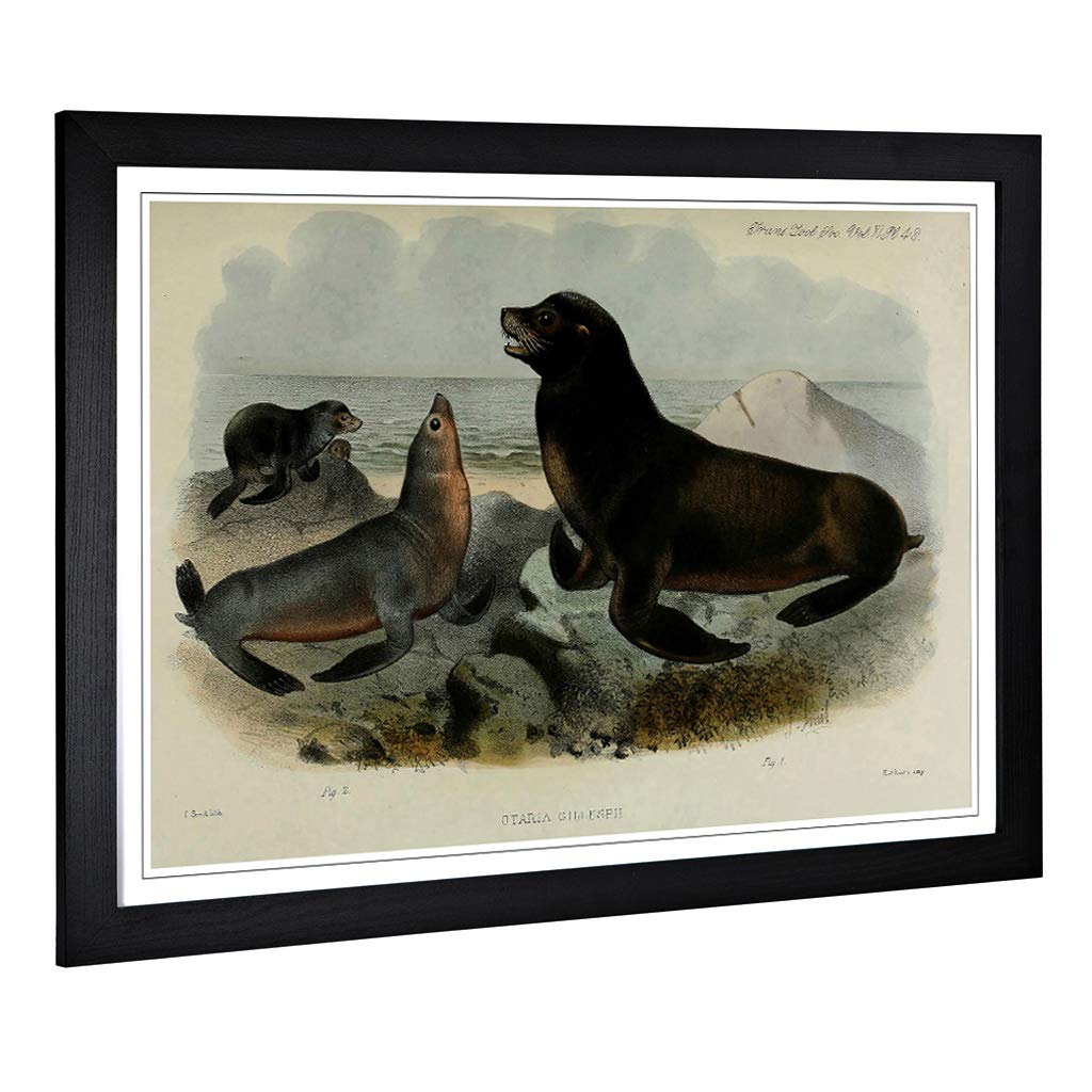 Big Box Art Framed Print of Vintage Smit. Joseph South American Sea-Lion Design | Wall Art Picture | Home Decor for Kitchen, Living Room, Bedroom, Hallway, Black, A2 / 24.5x18 Inch / 62x45cm