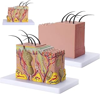 Enlarged Anatomical Skin Model 35X Enlarged Anatomical Skin Layer Structure Model Skin Anatomical Model with Hair for Classroom Skin Anatomy Model Different Digital Markers 20 * 12 * 12Cm