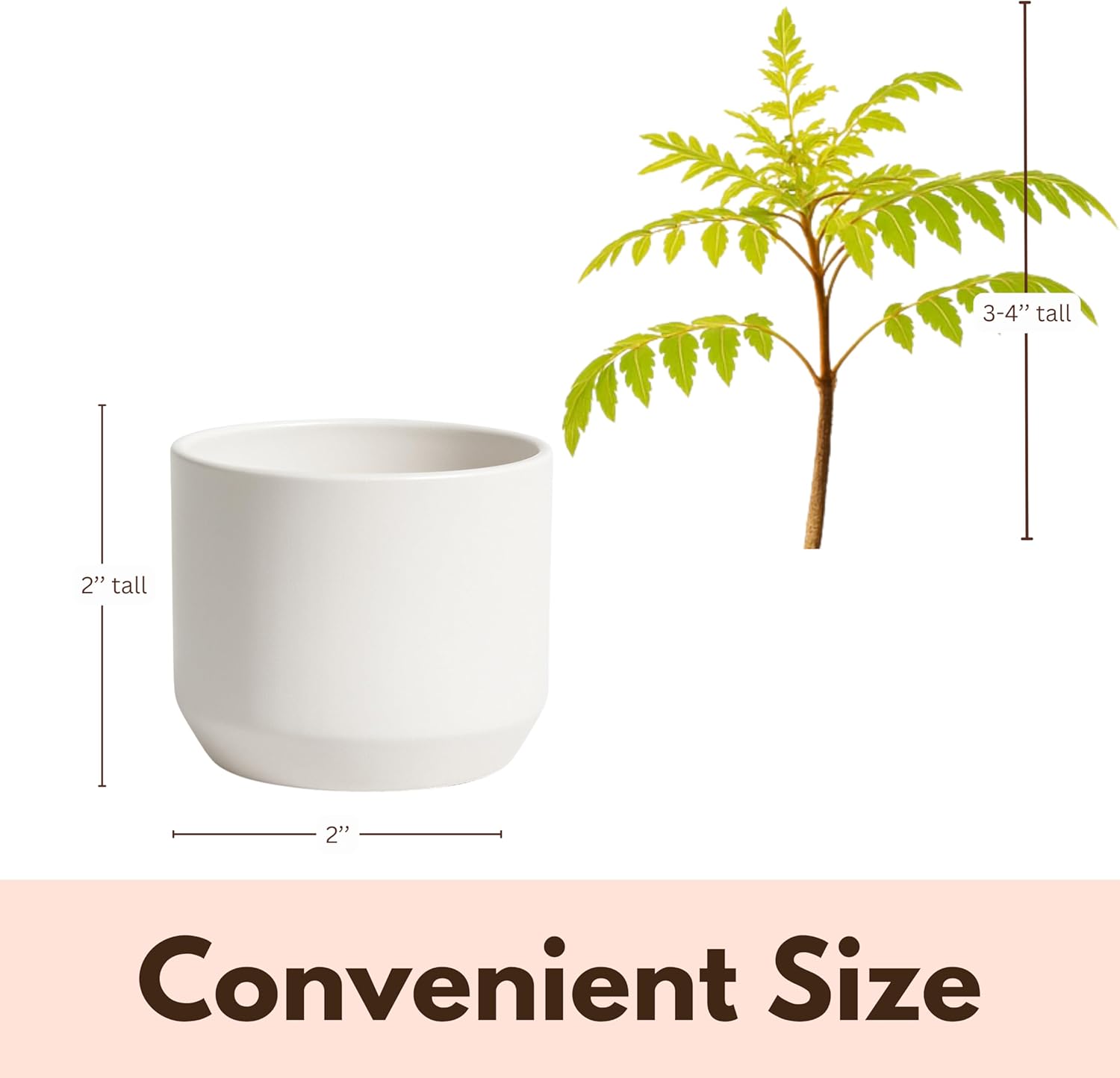 MyShelfie Jacaranda Tree Bonsai Starter Kit for Beginners - Gifts for Men Who Have Everything, Unique Gifts for Women, Small Bonsai Tree with Ceramic Pot, Easy to Grow and Maintain