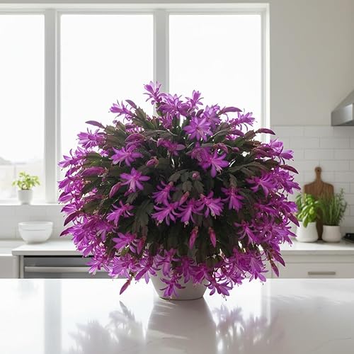 Miniatura 2 de Planta viva de cactus de Navidad de 4 pulgadas, planta de flores de Navidad, plantas suculentas, cactus de Navidad para plantar (cactus de Navidad