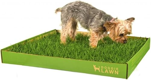 Miniatura 2 de Bacinilla para perros desechable real zacate mediano 24 x 21 pulgadas Césped