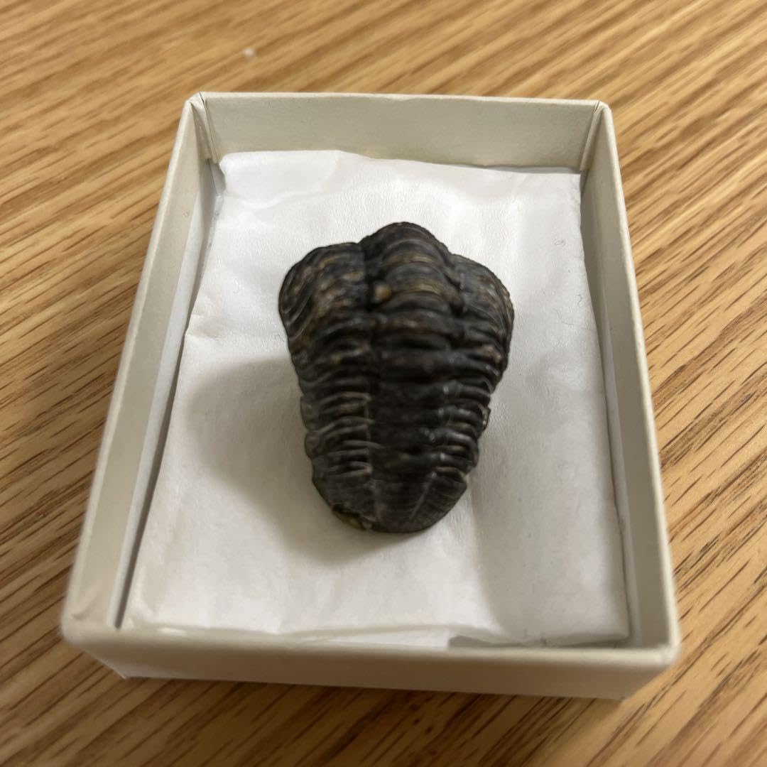 Amazon.co.jp: ファコプス 三葉虫 化石 モロッコ産 : おもちゃ Amazon.co.jp: ファコプス 三葉虫 化石 モロッコ産 : おもちゃ